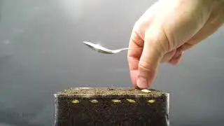 Growing Barley Time Lapse