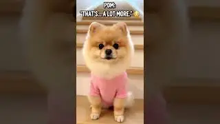 &ldquo;Mission complete step 1 exploration 🐶✨&rdquo; #funny #funnyanimals #funnyvideos #pets #funnypets