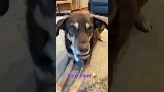 Comment &ldquo;🦴&rdquo; if you think I should give #copper a Milkbone!😜💜🐾