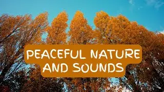 Peaceful Nature & Soothing Sounds, Deep Relaxation, Sleep, Meditation & Healing