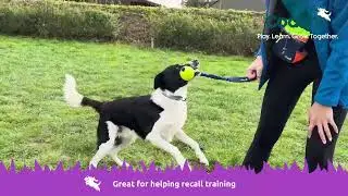 Reward Toys - Coachi Chase and Crinkle