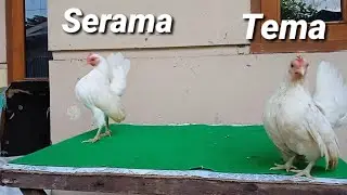 Perbedaan serama dan Tema, Jangan sampai salah beli...