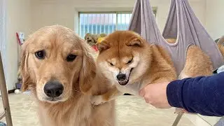 辛そうな豆柴を目の当たりにして何度も心配しにいくゴールデンレトリバーが優しすぎました...