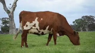 Lot 6 - Boldview Logan Rhythmic