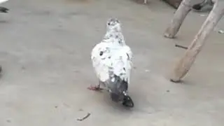 Dilli Ke Kabootar | Big Fancy Pigeons Gole Kabootar | laal shurkha | Kaala Dubaaz kabootar