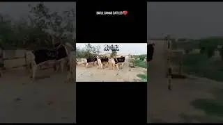 Dhani bull lover#shorts #subscribe
