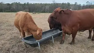 Message from the cow pasture 122125  Mr Special Santa