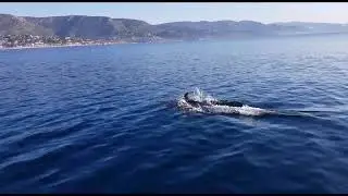 SunWave S2 &agrave; la rencontre des dauphins