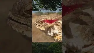 The regal horned lizard #shorts #animalfact #facts