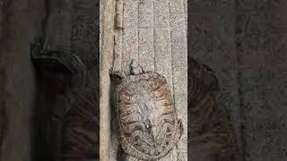 Slow and Steady: Exploring the World with Turtle Walk-Ins