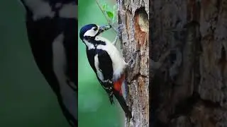 Great spotted woodpecker pecking at tree every day