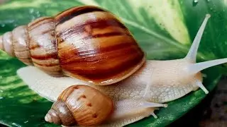 Прогулка со улитками! Очаровательно медлительные улитки.