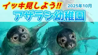 感動とかわいさ、シュールさで溢れるアザラシ幼稚園【2025年10月】