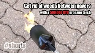 Get rid of weeds between pavers with propane torch. #shorts