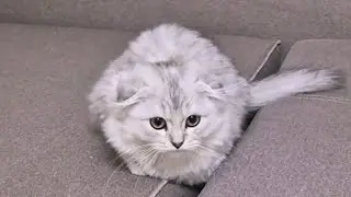 Грейси охотится на Гуфика 😊