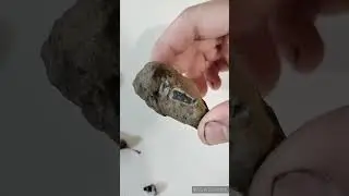 Cretaceous Fossils from Coon Creek Tennessee
