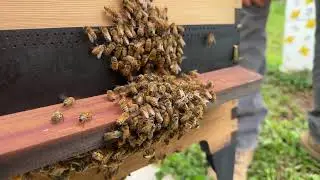 How to catch a bee swarm?