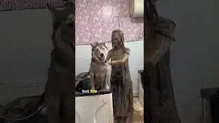Что делать с энергичным питомцем #любовь #питомцы #собака #животные