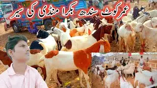 Umerkot Sindh Bakra Mundi Ke Seer 🦜🐪🦙🥰 2022 New Video 🥰