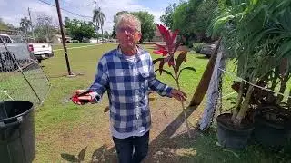 Ken's Palm Trees in St. Pete FL..Ti plants tips and tricks: