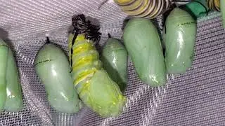 Monarch caterpillar pupating(becoming a chrysalis)