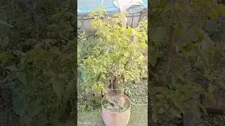 বাগান বিলাস বনসাই গাছ বিক্রি করে #shortvideo #nature #nature #gadgests #woodart #videodiary