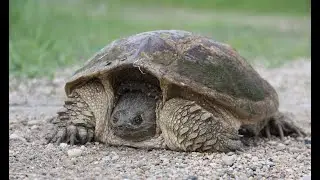 Species at Risk in the Tall-grass Prairie Episode 25- Snapping Turtle