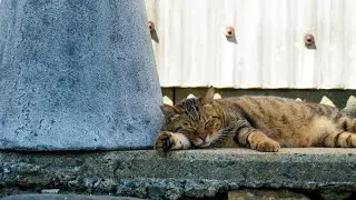 日本一の猫島？博多から相島へ日帰りひとり旅