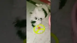 Tuffy Puffy 🤣🤣🤣 #trending #viral #happy #cute #animals #dogs #shorts #funny #comedy #happy #cute