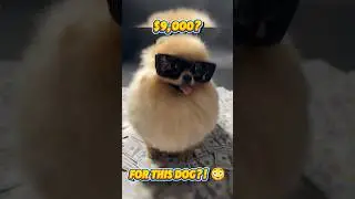 Top 5 Most Expensive Dog Breeds in the World - Part 1 #shorts