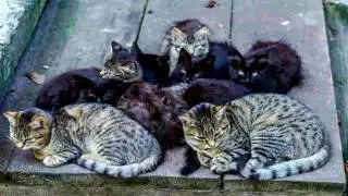 Kids Can Help Animal Shelter Program