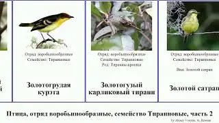 Птица, отряд воробьинообразные, семейство Тиранновые, часть 2 тиранчик мухоед эмпидонакс курэта