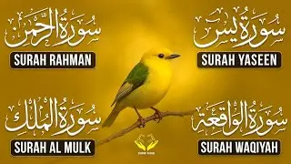 Very Nice Voice Surah Yaseen | Surah Rahman | Surah Waqiah | Surah Mulk l Reciter Alaa Aqel Ep 012