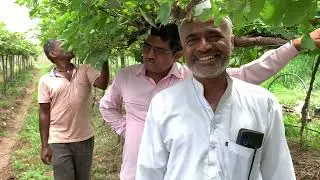 SCT वैदिक द्राक्ष खरड छाटणी💪90 दिवसांतच काडी परिपक्व👆 डाऊनी/भुरी चा कायमचा बंदोबस्त‼️