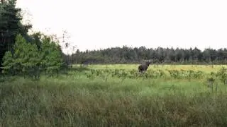Jakt p&aring; l&oslash;pende Elg WWW.MARKSMAN.NO&nbsp;.flv