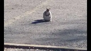 WHY DOES THIS SQUIRREL HAVE SUCH A MENACING AURA.