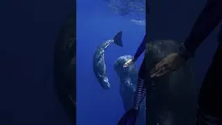 Cutest Baby Predator Whale #SaveTheOcean Read the Caption XOXO #Ocean #Whales #Amazing #BabyAnimals