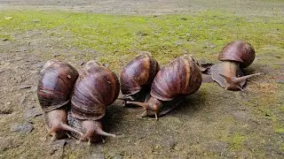Snail 🐌 🐌 racing 🐎🐎 video 📸📸📸||Snail compitition||us dear animal||