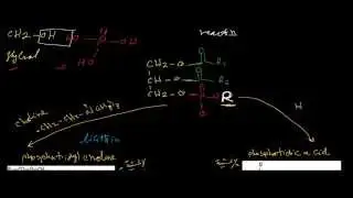 الدهون الفوسفورية - phospholipids