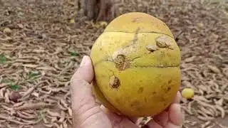Ma&ccedil;&atilde; de Elefante, uma planta para tratamentos de artrite, artrose, bursite, tendinite e outras 😱😱😱