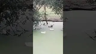 Ducks relaxing