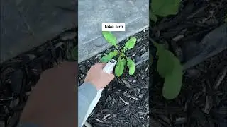 Does organic weed killer work on weeds #lawn #lawncare #bunnings #weedkiller #fyp