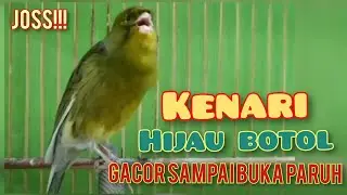 KKENARI HIJAU BOTOL GACOR NGEROL PANJANG TANPA JEDA