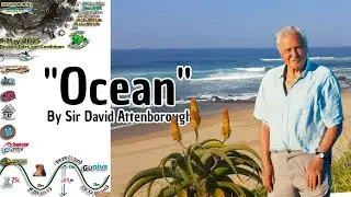 Important Message From Sir David Attenborough PLUS KZN Ocean Conditions #sardinerune2025 #surf