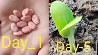 Sponge Gourd Seed germination properly and effectively