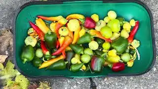Final Fall Harvest | My Last Gardening Haul of the Season | Akron, Ohio Zone 6B