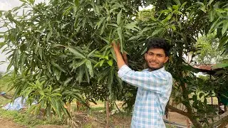 Mango tree par Grafting kar di | Grafting of Mango Tree