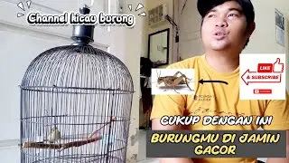 Tips  cara menggacorkan burung flamboyan dari ombyokan. @channehkicauburung#fyp 