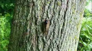 Cicadas - Double Brood Emergence 2024 (cicada sounds)