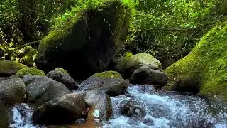Deep Forest Green Stream - Birds Chirping -Nature Sounds, ASMR